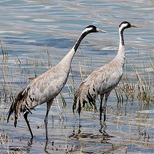 Common Crane